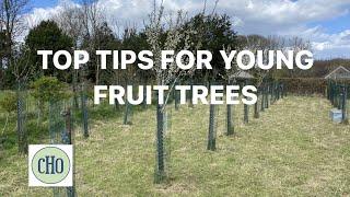 Top Tips for Young Fruit Trees