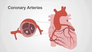 Coronary Circulation Overview: Preparing for Coronary Angiography