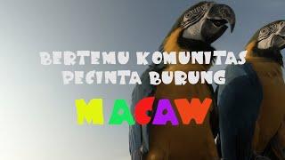 BERTEMU KOMUNITAS PECINTA BURUNG MACAW DI PANTAI INDAH KAPUK (PIK)