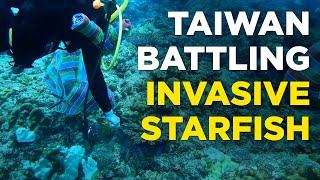 Taiwan battles invasive starfish at Dongsha Atoll National Park