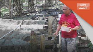 Perternakan | Ternak ikan keli di ladang kelapa sawit