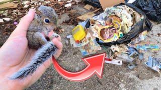 HELPLESS BABY SQUIRREL FOUND INJURED IN TRASH PILE ! WHAT HAPPENED ?!