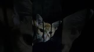 Terbongkar .. ternyata begini cara berkomunikasi dengan Kucing