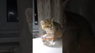 Пьёт или балуется? Позитив от  Марселя. Ночной водопой.