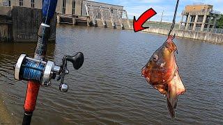 What Lives In The Concrete Canal? (HUGE)