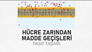 9Biyoloji 10 Hücre zardan madde geçişleri pasif taşıma Difüzyon ozmoz Hemodiyaliz