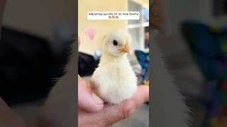 A kind woman rescued an abandoned chick giving it a warm home #shorts