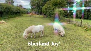 Cute Shetland Ponies bring you Shetland Joy! ️