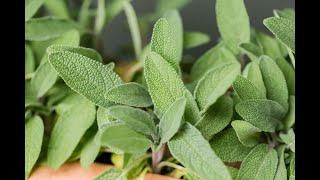 Growing Sage in Container