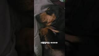 코고는 강아지 도비찌