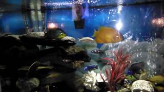 African cichlid update