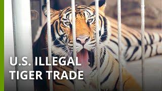 The hidden scale of U.S. illegal tiger trade