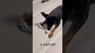 사람말 다 알아듣는 7살 멍뭉이 #shorts #강아지 #강아지일상