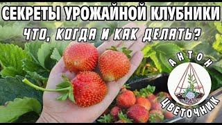 Делай так и клубника станет урожайной. Секреты обработки, размножения и удобрений