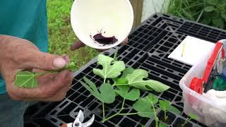 How I Root Green Tip Cuttings