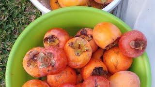 Mahlon Tane is live! Our Ultimate Persimmons Harvest 2023|Growing In Container