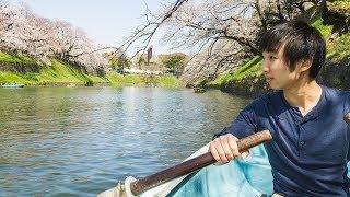 The BEST place to see the Cherry Blossoms in Tokyo