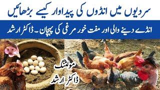 How to Increase Eggs Production this Winter | Laying and Non Laying Hens | Moulting | Dr. ARSHAD