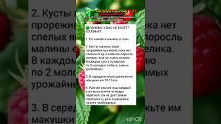 секреты выращивания малины.