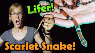 Herping in Florida- We Found SO Many Snakes! (Part 1)