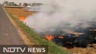 Burning Of Paddy Stubble Continues In Punjab, Haryana Despite Curbs