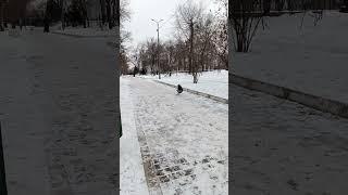 Ворона взлетает.