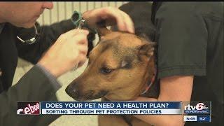 Does your pet need a health plan?