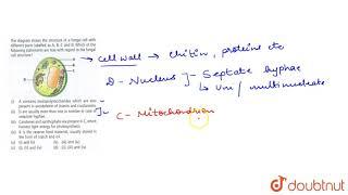 The diagram shows the structure of a fungal cell with different parts labelled as A,B,C and D.
