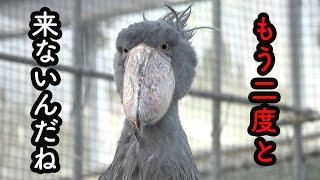 【悲報】あのコラボはもう二度と見られないことが判明しました…【秋のふたば4】Shoebill FUTABA 2022 autumn-4　2022年10月 October 2022 掛川花鳥園