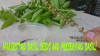 How to harvest basil seeds and preserve basil!