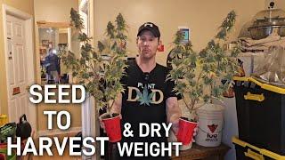 A Complete Seed to Harvest Autoflower Solo Cup Grow - A Guide to Growing For New Growers