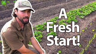 Starting Over Post-Freeze Damage in The Market Garden 