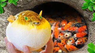 Catching Strange Ornamental Puffer Fish In Tiny Pond, Pencil Fish, Baby Shark, Koi Fish, Red Guppy