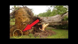 神秘！樹齢何百年もの巨木が倒れ、根元に隠されていた千年の秘密が明らかに・・・