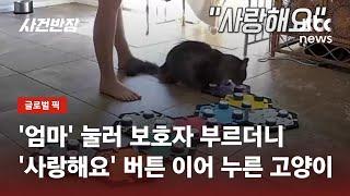 말하는 버튼 누르는 고양이…산책 안 된다 하자 '화남' 누르기도 / JTBC 사건반장