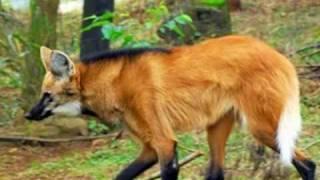 O  soberano Lobo-guará. Maned wolf!