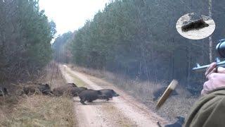 Drückjagd in Polen - polowanie na dziki- vildsvinsjakt - driven hunt Chasse Au Sanglier drivjakt