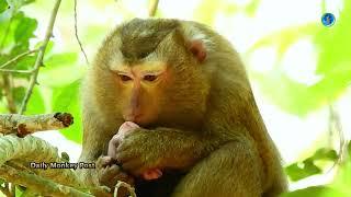 Awesome.!!Lovely Pigtail Monkey Bonita Share Loving & Take Care Baby Saki Instead Scarlet The Best,