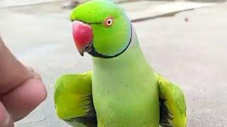 Parrot My Live