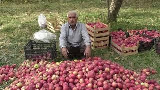 Hakkari’de organik elma hasadı başladı