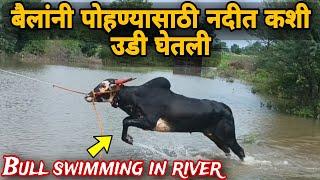 बैलांनी पोहण्यासाठी नदीत कशी उडी घेतली |  Bull swimming in river | badshah | bajrang | shankarpat