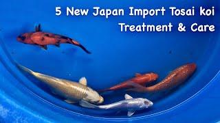 5 New Japan Import Tosai koiTreatment & Care #bigdvsfish #koi #tosai  #microbelift #koiimport