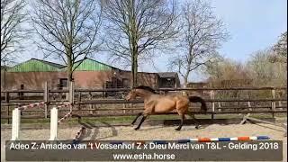 Adeo Z: Amadeao van 't Vossenhof Z x Dieu Merci van T&L