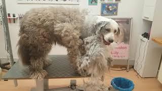 Notfall im Hundesalon - Hundesalon Lilly Bobtail abscheren beim Hundefriseur Lilly