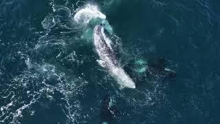 Over 30 Killer Whales attacking 2 ADULT Gray Whales