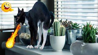 Самые смешные видео с животными Приколы с Котами и Собаками 2023