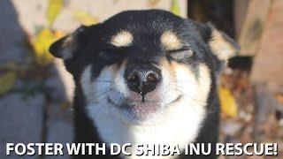 DC Shiba Inu Rescue: Foster Program