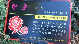 부천 도당동 백만송이 장미공원 - One Million Roses Park in Dodang-dong, Bucheon