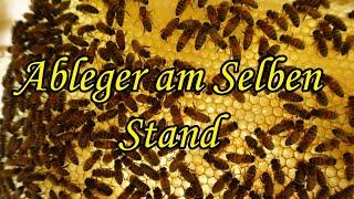 Ableger nach 14 Tagen am Selben Stand