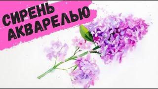 Рисуем акварелью: Сирень — kalachevaschool.ru